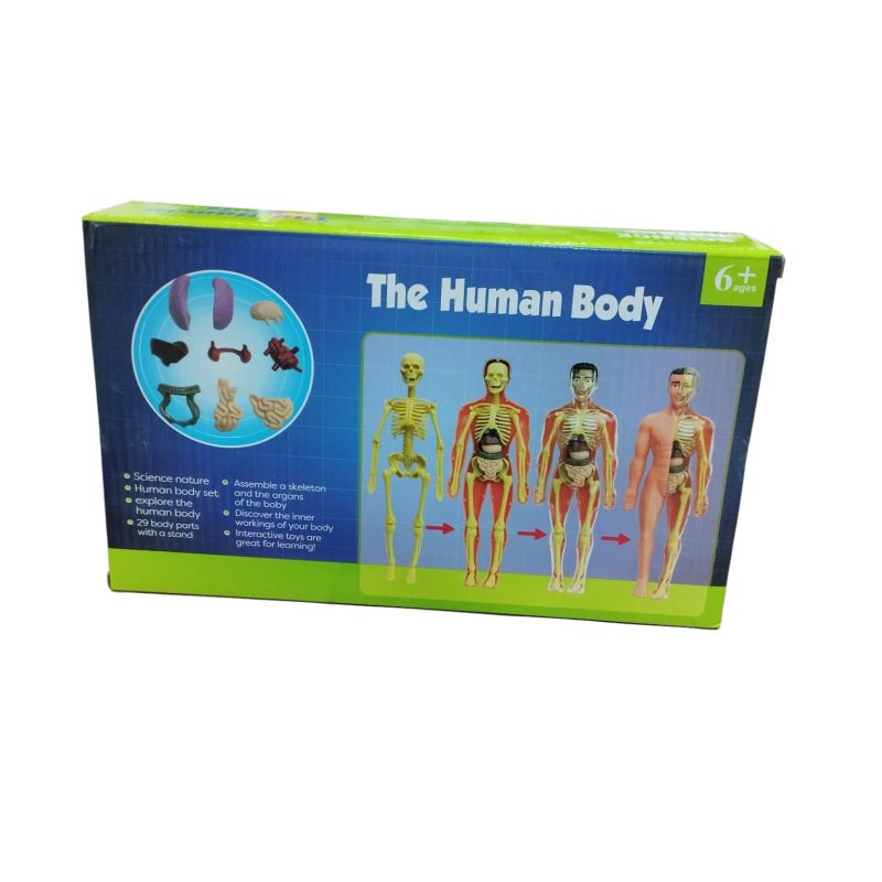 CUERPO HUMANO DIDACTICO TY350525